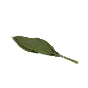 Aspidistra Vacuum 40 Cm X5