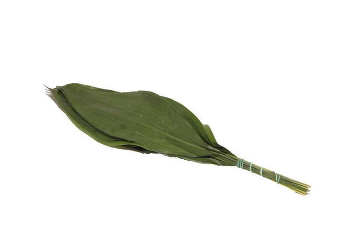 <h4>Aspidistra Vacuum 40 Cm X5</h4>