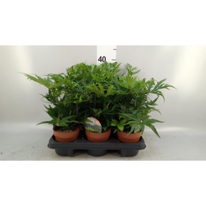 Doryopteris pedata