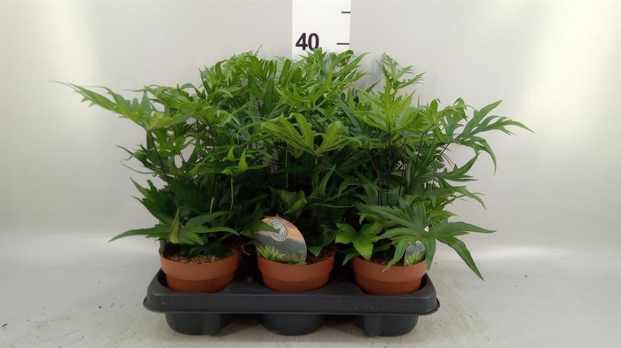 <h4>Doryopteris pedata</h4>