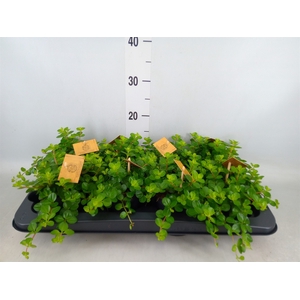 Peperomia rotundifolia