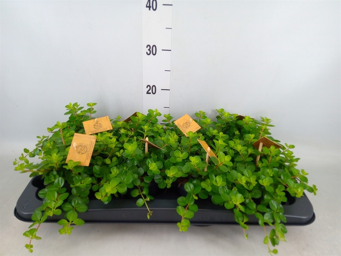 <h4>Peperomia rotundifolia</h4>