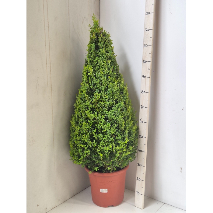 <h4>BUXU SEMPERVIRENS</h4>