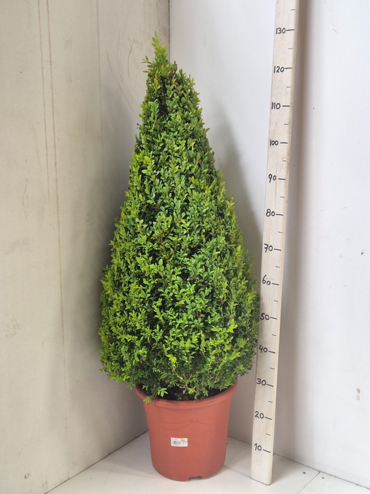 BUXU SEMPERVIRENS
