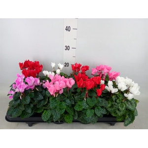 Cyclamen KL 'Carino'