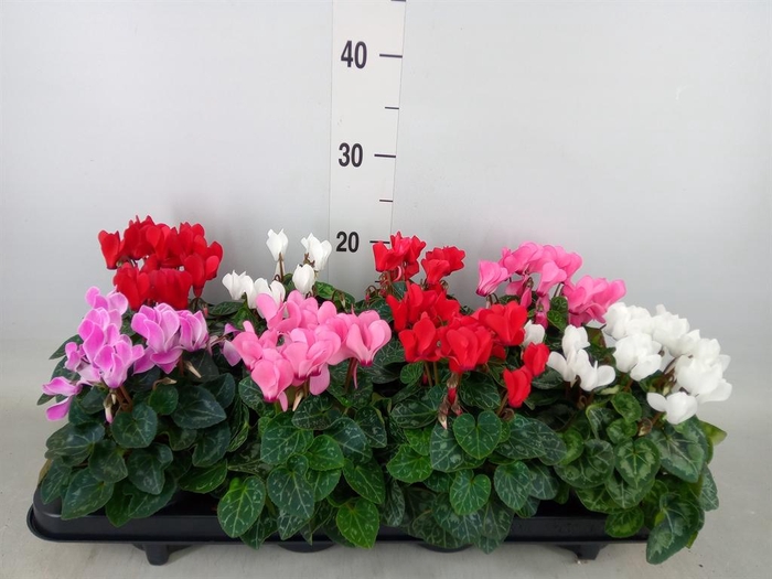 <h4>Cyclamen KL 'Carino'</h4>