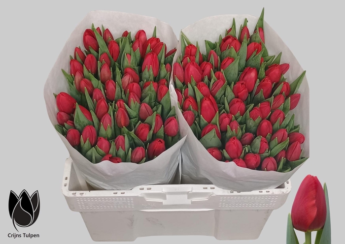 <h4>TU EN RESCUE</h4>