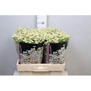 Tana Pa Single Vegmo