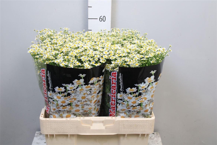 <h4>Tana Pa Single Vegmo</h4>