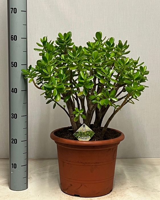 <h4>CRASS OVATA</h4>