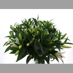BQ Mono Lelie Oriental Wit x3 60cm
