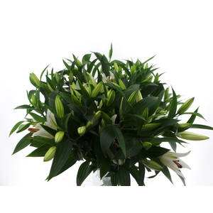BQ Mono Lelie Oriental Wit x3 60cm