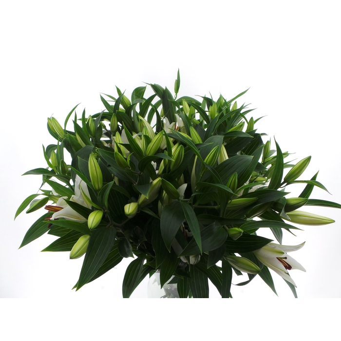 <h4>BQ Mono Lelie Oriental Wit x3 60cm</h4>