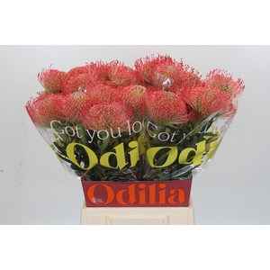 Nutans Ayoba Pink