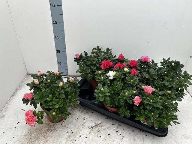 <h4>RHODO SI VOGEL GEM</h4>