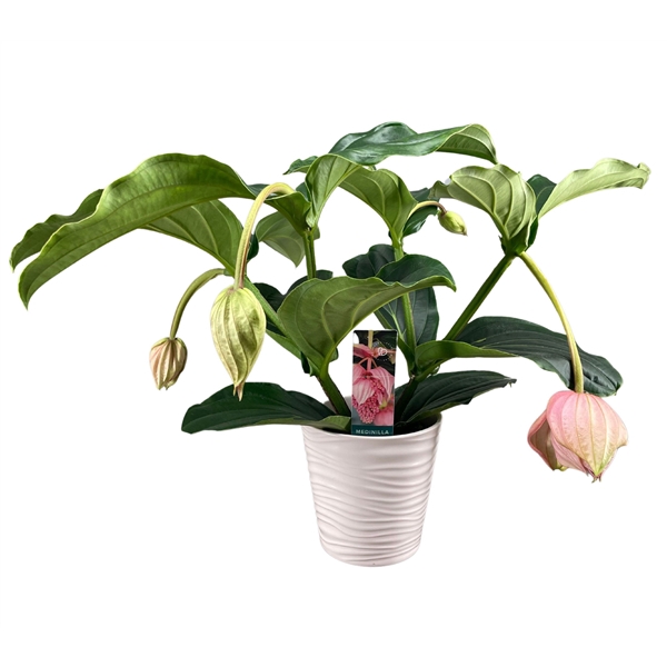 <h4>Medinilla Magnifica 2 etage 3/4 knop in roze keramiek</h4>