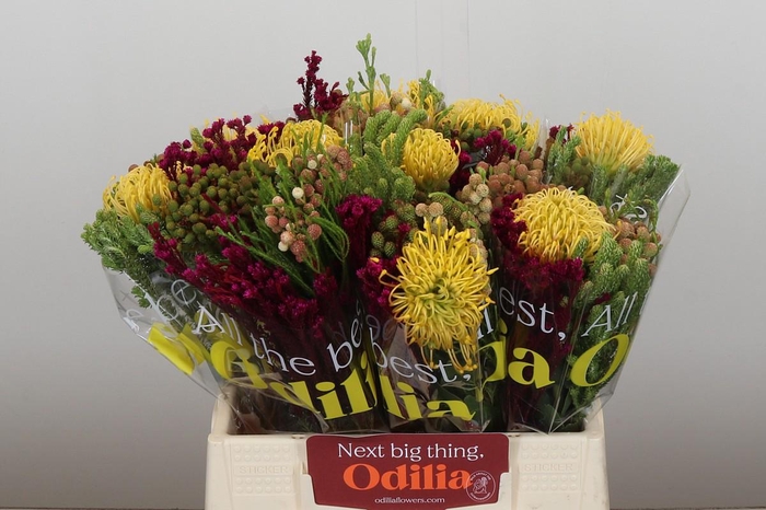 <h4>BQ Nutans High Gold SFB</h4>