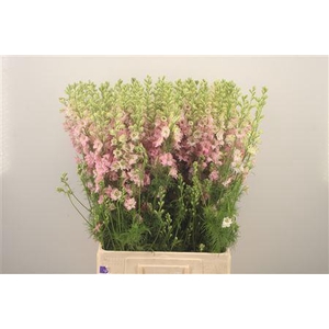 Delph Rids Light Pink