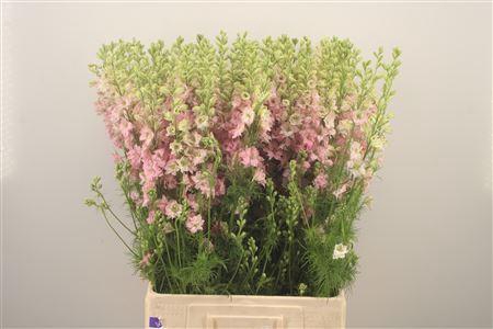 <h4>Delph Rids Light Pink</h4>