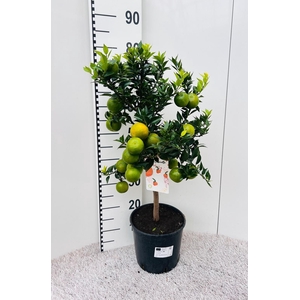 Citrus Chinotto Mandarin on stem