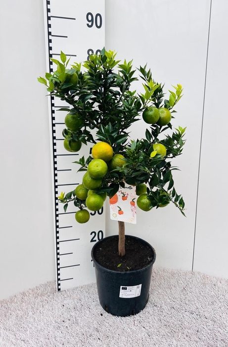 <h4>Citrus Chinotto Mandarin on stem</h4>
