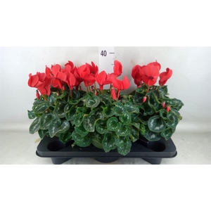 Cyclamen GR 'Halios'