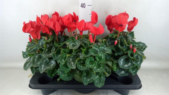 <h4>Cyclamen GR 'Halios'</h4>