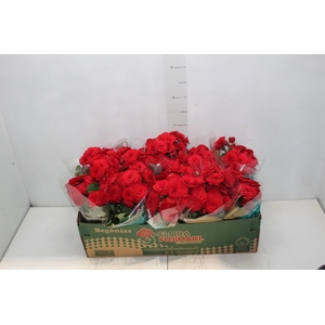 BEGONIA BALADIN P11
