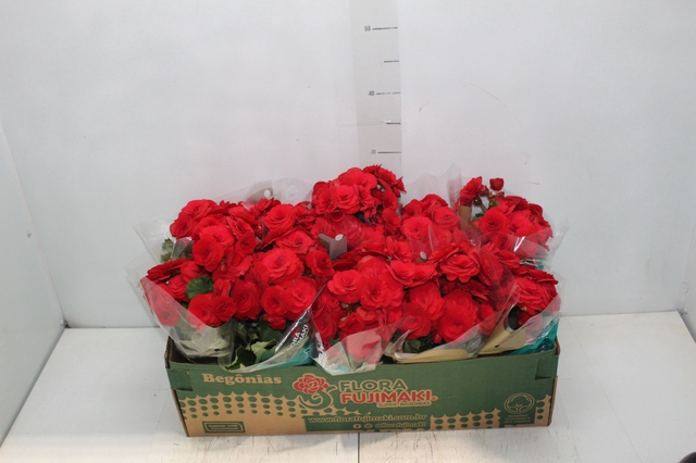 <h4>BEGONIA BALADIN P11</h4>