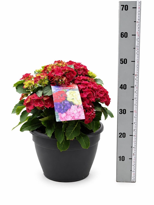 <h4>HYDR M HI FIRE</h4>