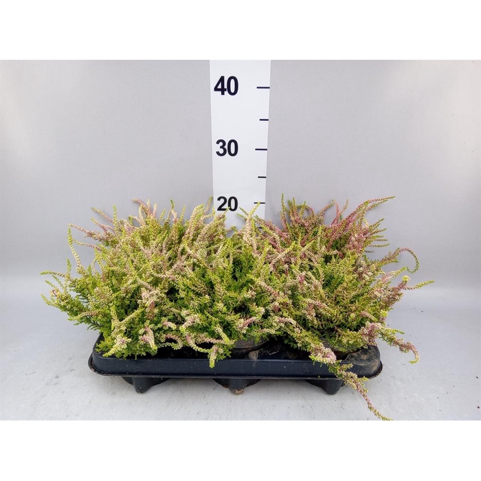 <h4>Calluna vulg. 'Anna'</h4>