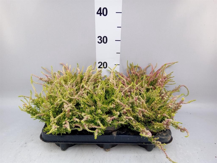 <h4>Calluna vulg. 'Anna'</h4>