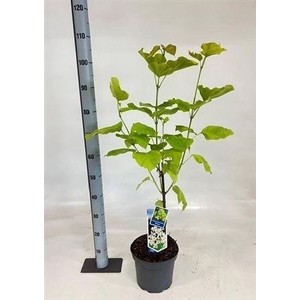 Catalpa bignonioides 'Aurea'