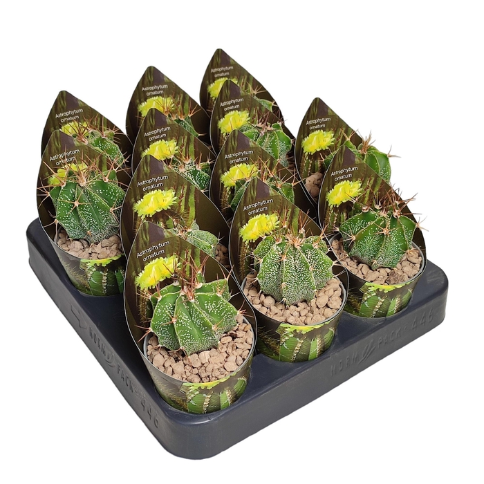 <h4>ASTROPHYTUM ORNATUM</h4>