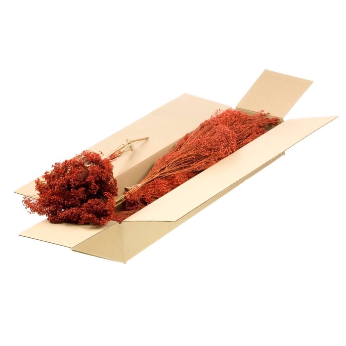 <h4>Broom bloom bunch SB burnt orange</h4>