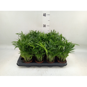 Chamaedorea elegans