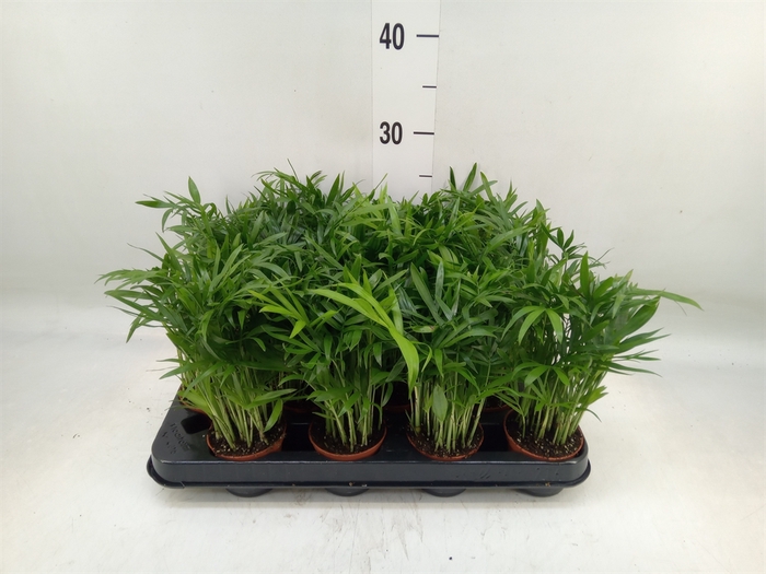 <h4>Chamaedorea elegans</h4>