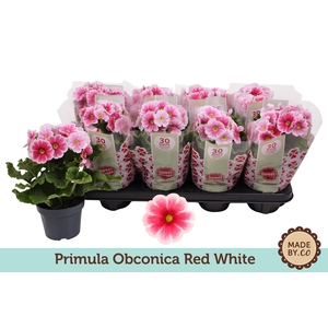Primula Obconica Red White