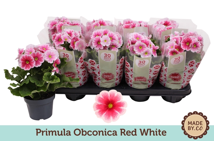 <h4>Primula Ob 2Kl Rood - Wit</h4>