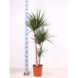 Dracaena marg.