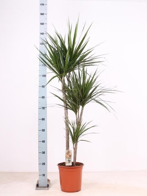 <h4>Dracaena marg.</h4>