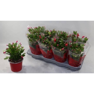 !! PROMO !! SCHLUMBERGERA RED P13