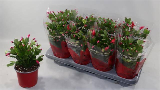 <h4>!! PROMO !! SCHLUMBERGERA RED P13</h4>