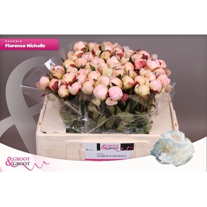 Paeonia Florence Nicholls