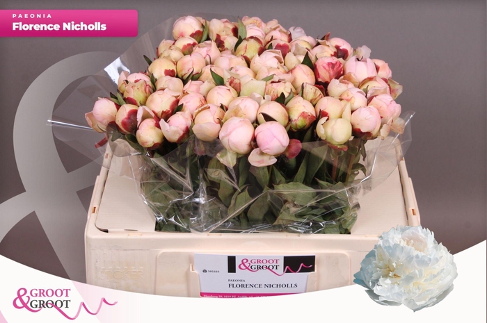 <h4>Paeonia Florence Nicholls</h4>
