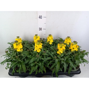 Erysimum  'Leya Lemon Glow'