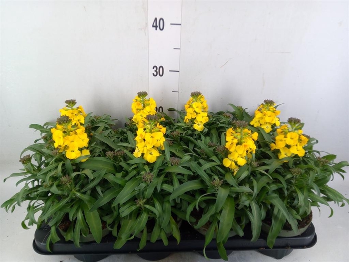 <h4>Erysimum  'Leya Lemon Glow'</h4>