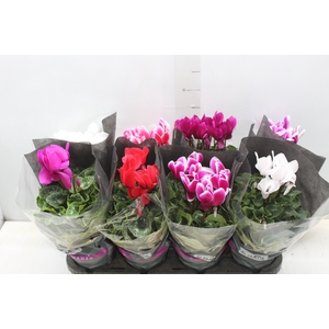 CYCLAMEN P14