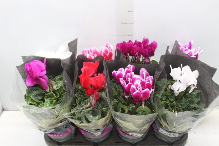 <h4>CYCLAMEN P14</h4>