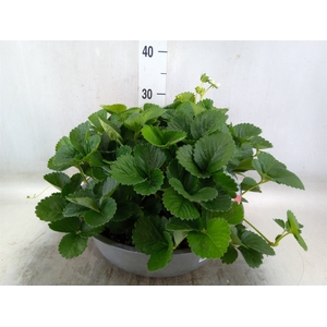 Fragaria   ...